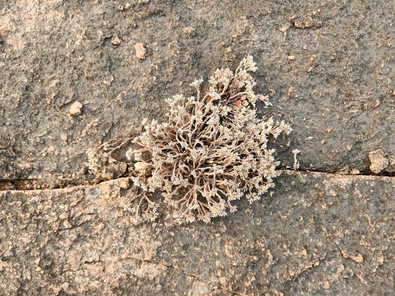 Polycarpaea aurea photo 4