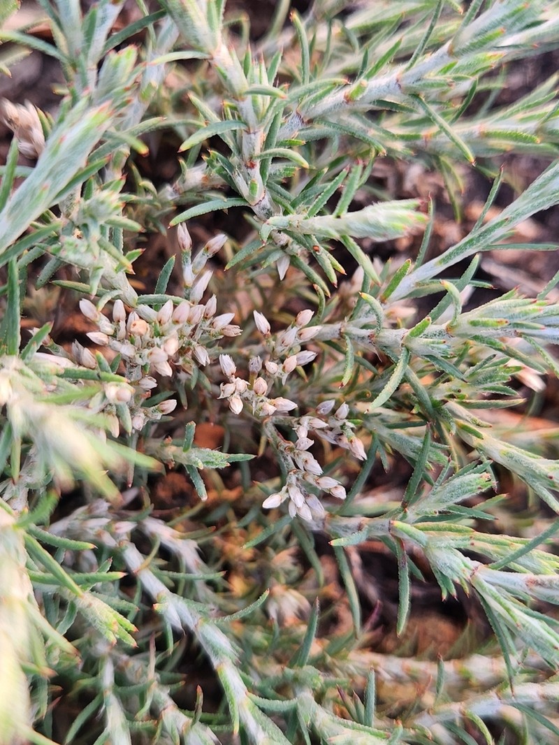 Polycarpaea aurea photo 6