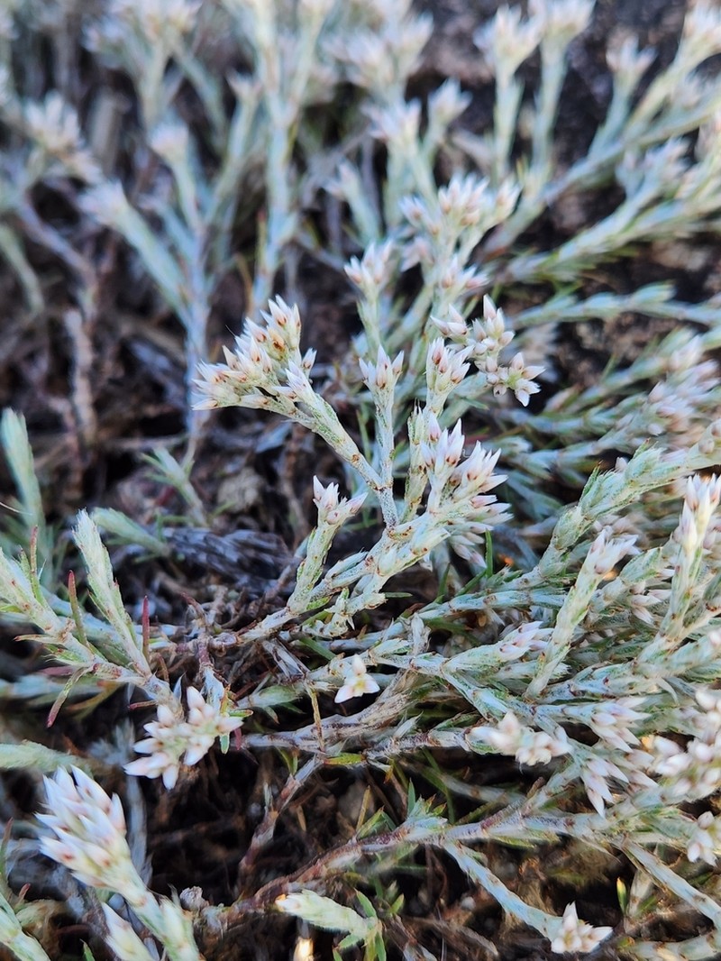 Polycarpaea aurea photo 7