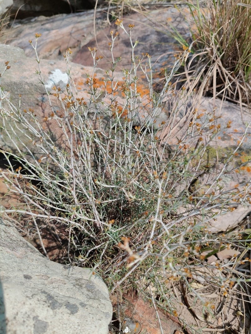 Polycarpaea aurea photo 8