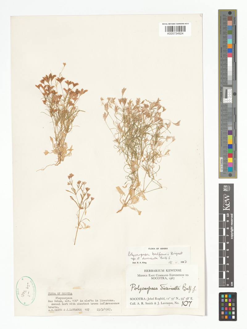 Polycarpaea balfourii