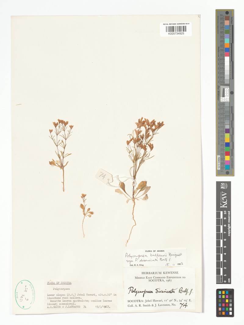 Polycarpaea balfourii photo 2