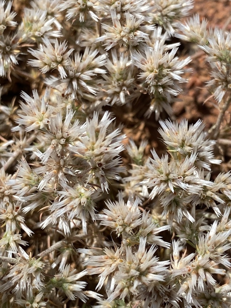 Polycarpaea breviflora photo 2