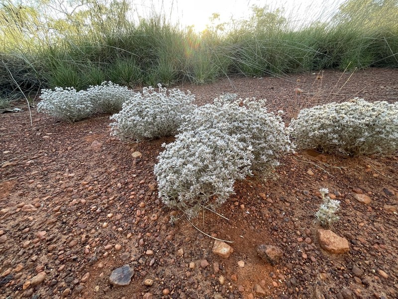 Polycarpaea breviflora photo 3