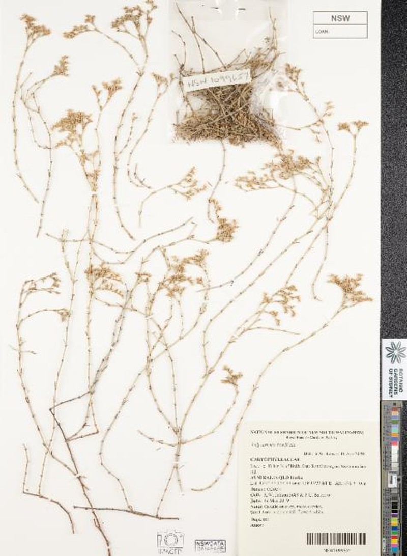 Polycarpaea breviflora photo 4