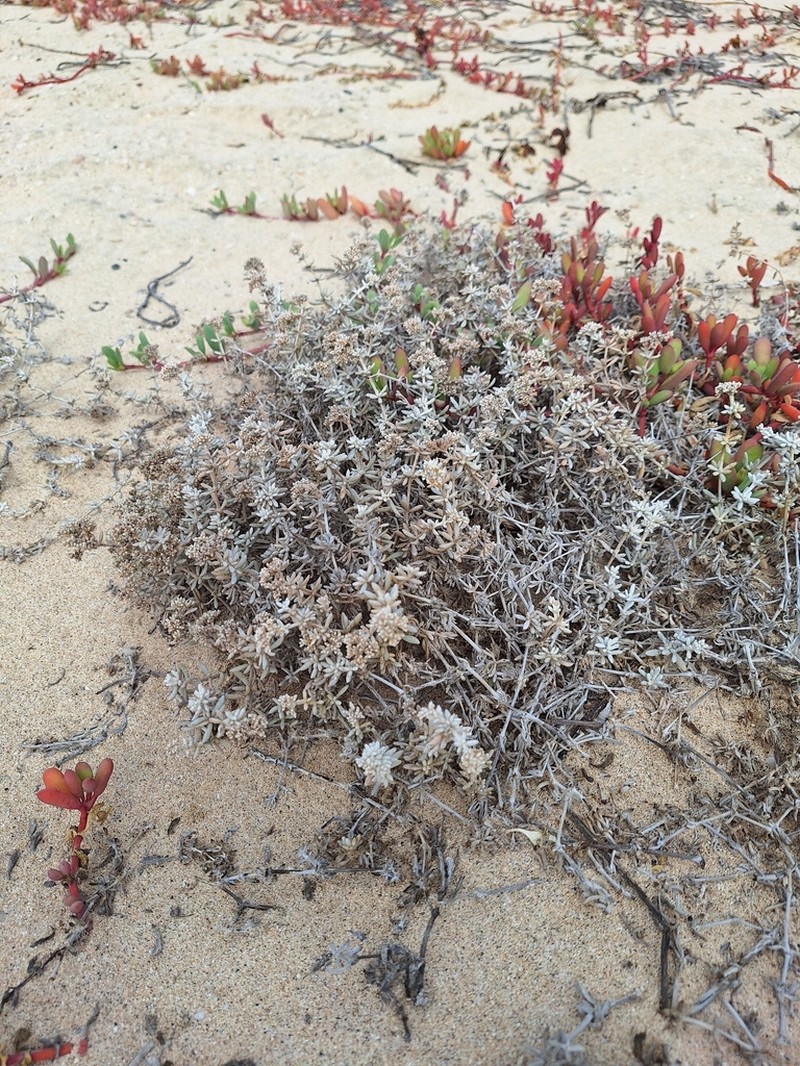 Polycarpaea caboverdeana