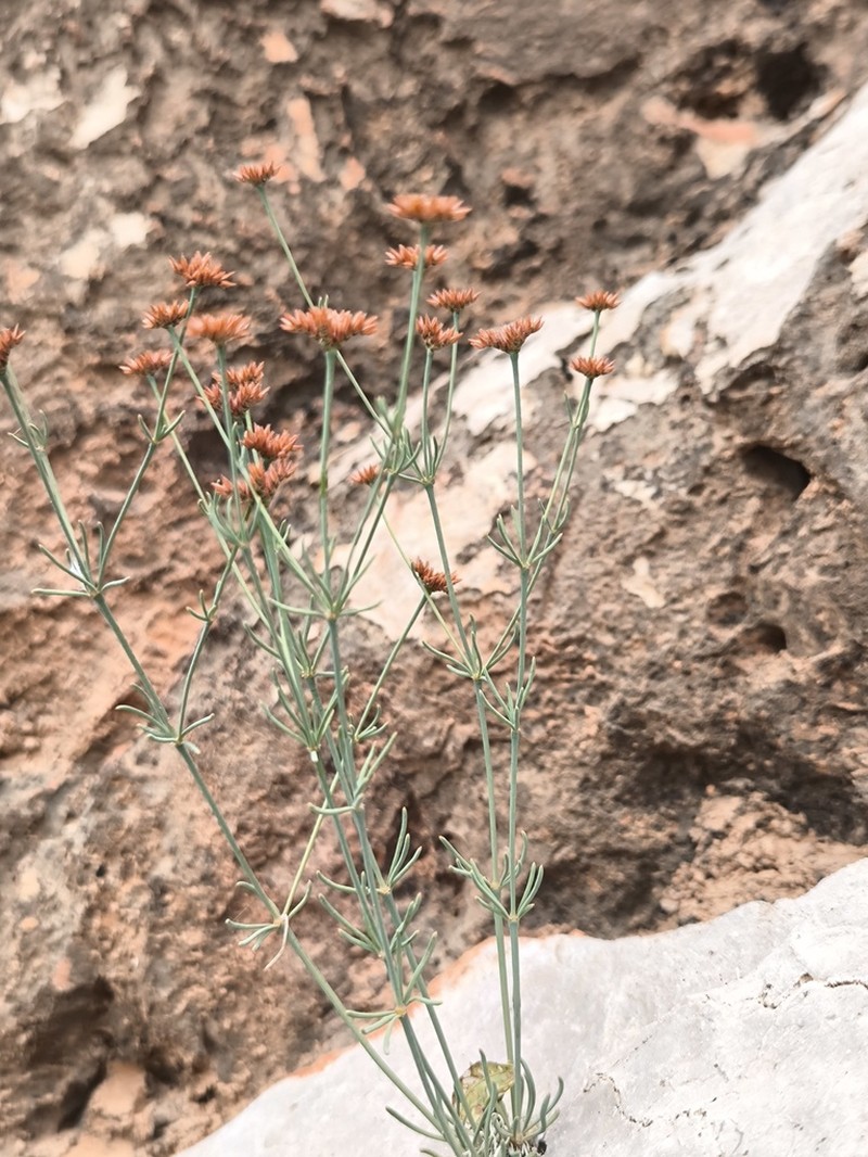 Polycarpaea caespitosa