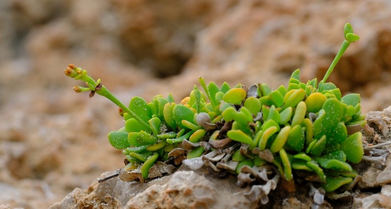 Polycarpaea caespitosa photo 2