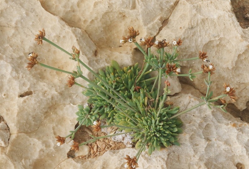 Polycarpaea caespitosa photo 4
