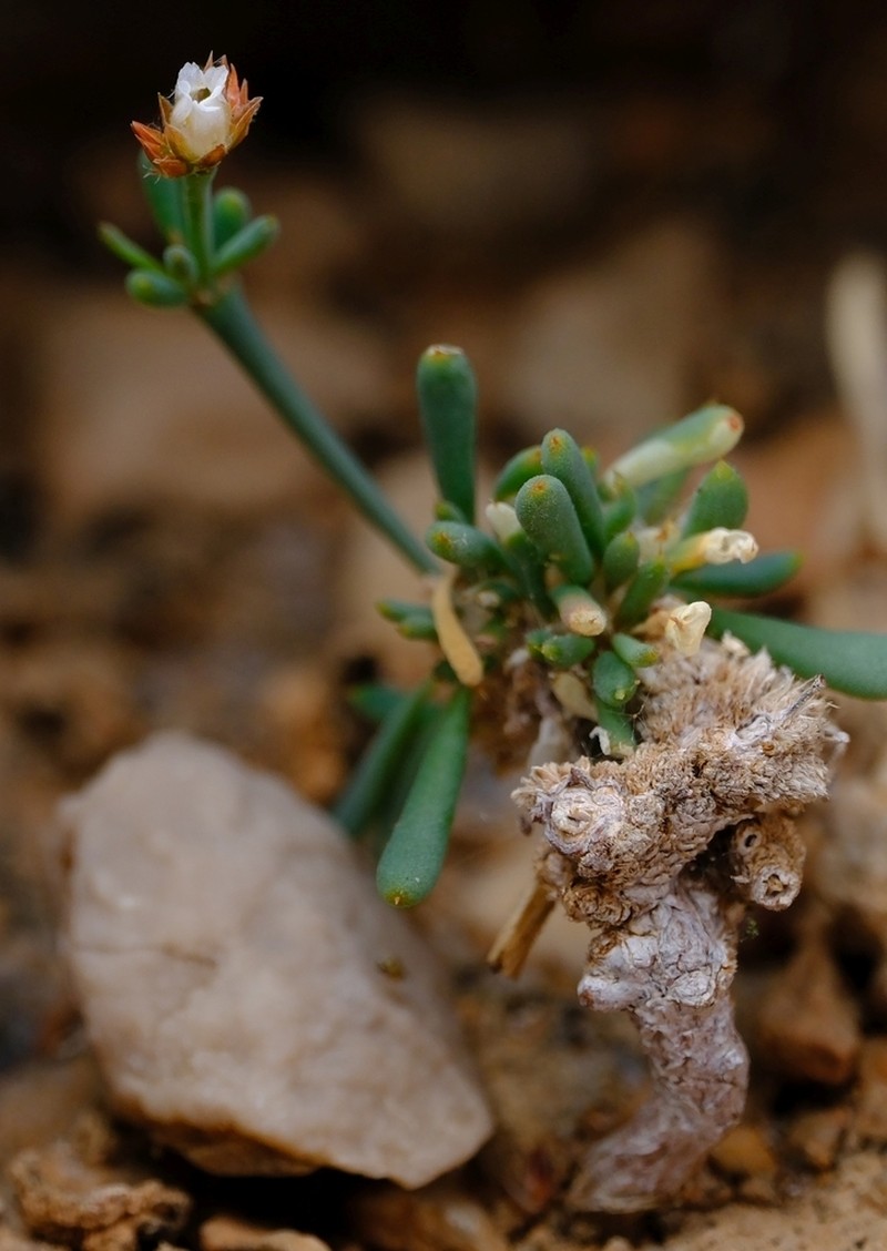 Polycarpaea caespitosa photo 5