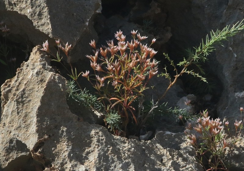 Polycarpaea caespitosa photo 6
