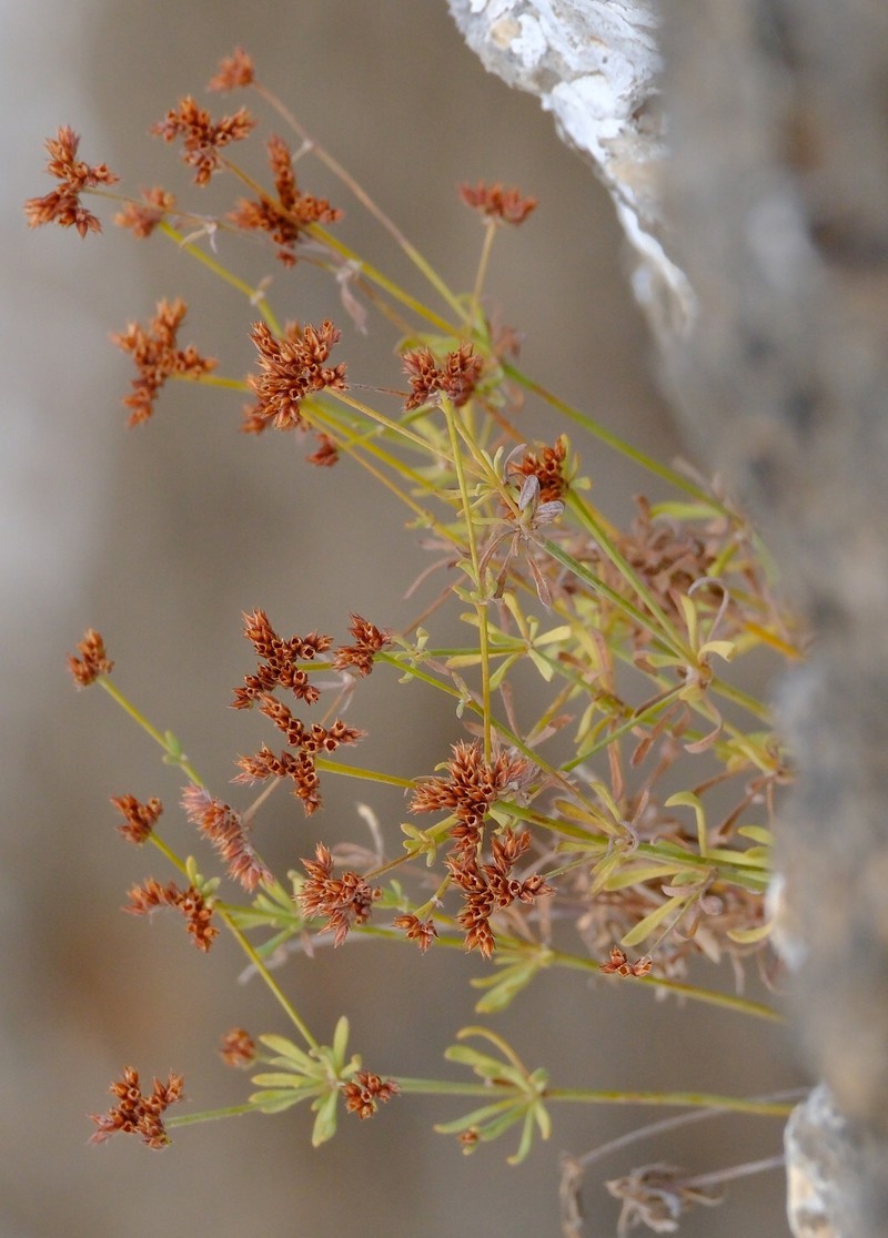 Polycarpaea caespitosa photo 8