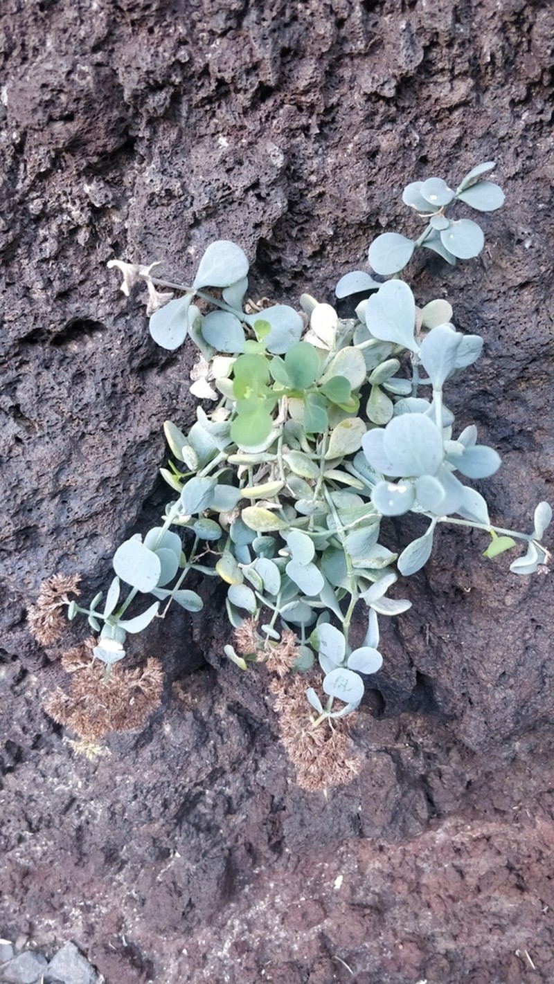 Polycarpaea carnosa