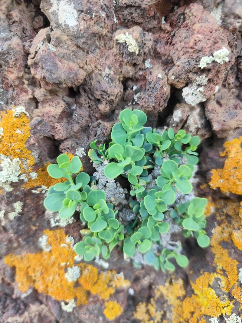Polycarpaea carnosa photo 8