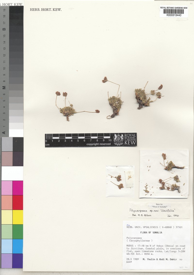 Polycarpaea clavifolia