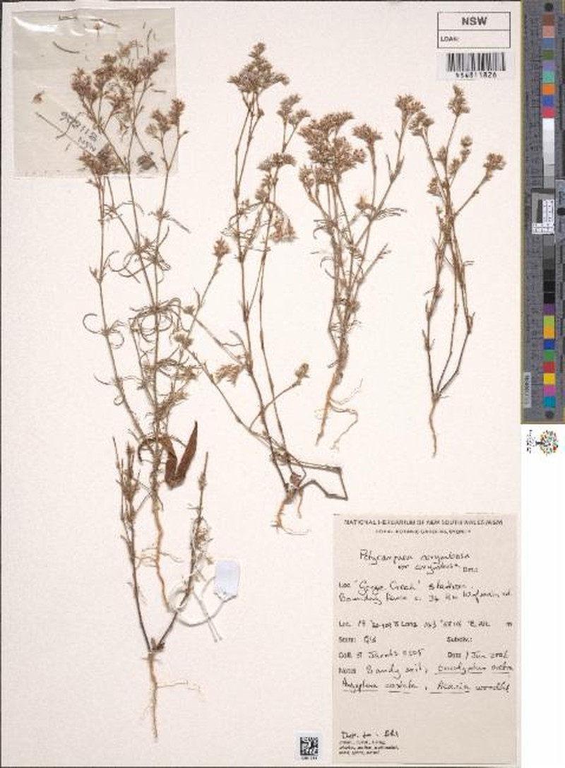 Polycarpaea corymbosa var. corymbosa