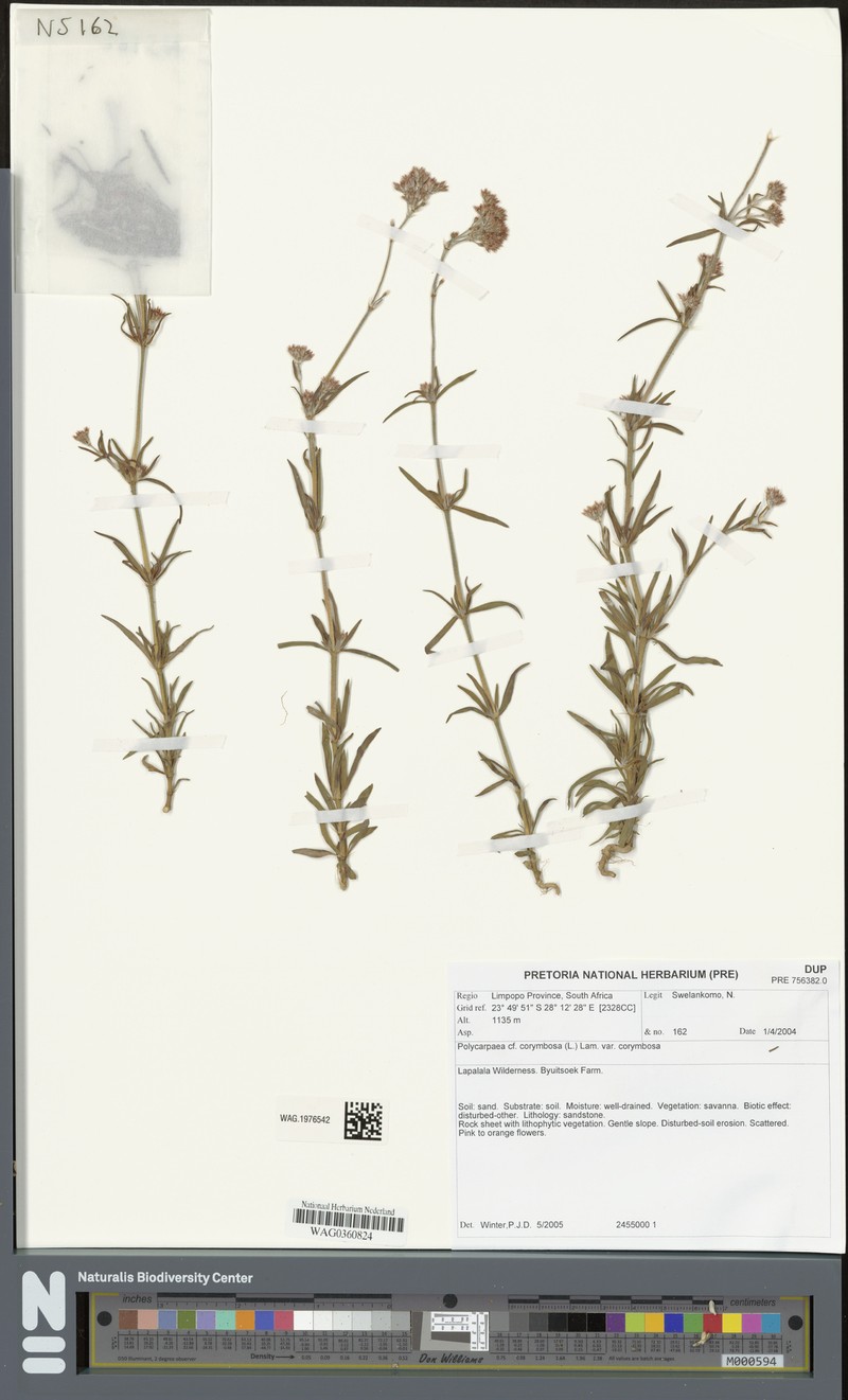 Polycarpaea corymbosa var. corymbosa photo 2