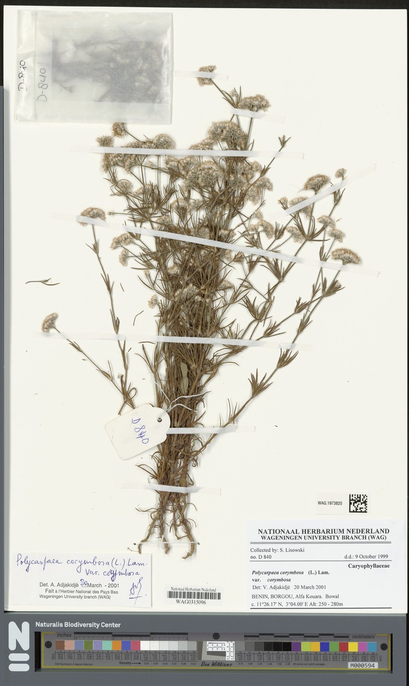 Polycarpaea corymbosa var. corymbosa photo 3
