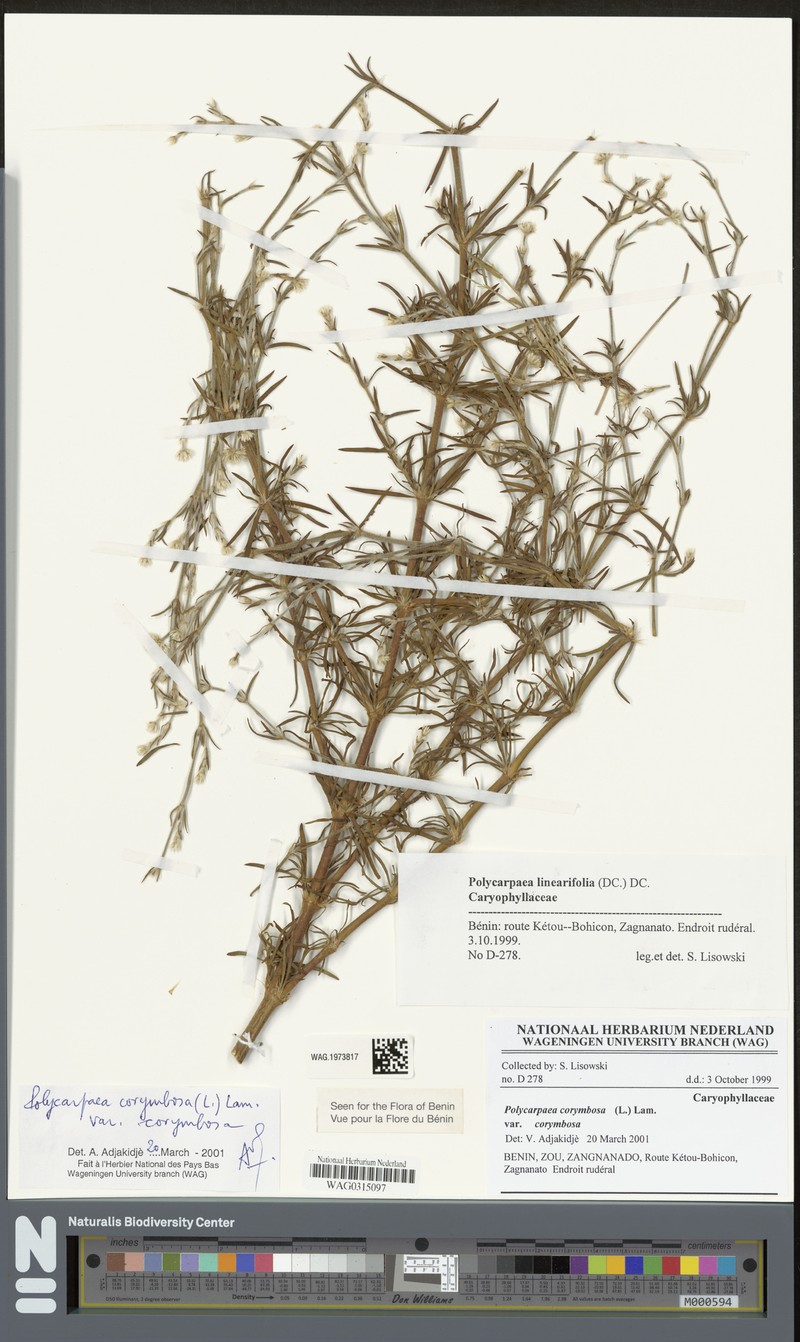 Polycarpaea corymbosa var. corymbosa photo 4