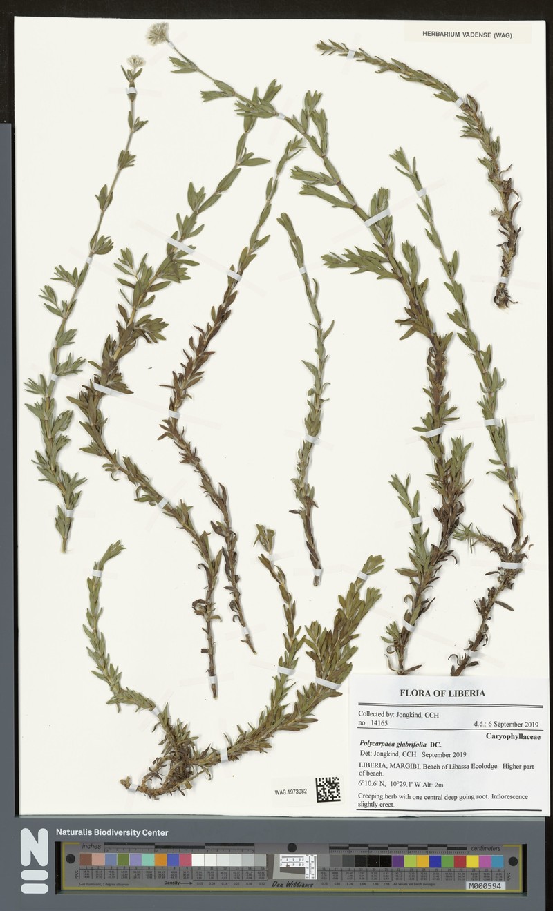 Polycarpaea corymbosa var. glabrifolia
