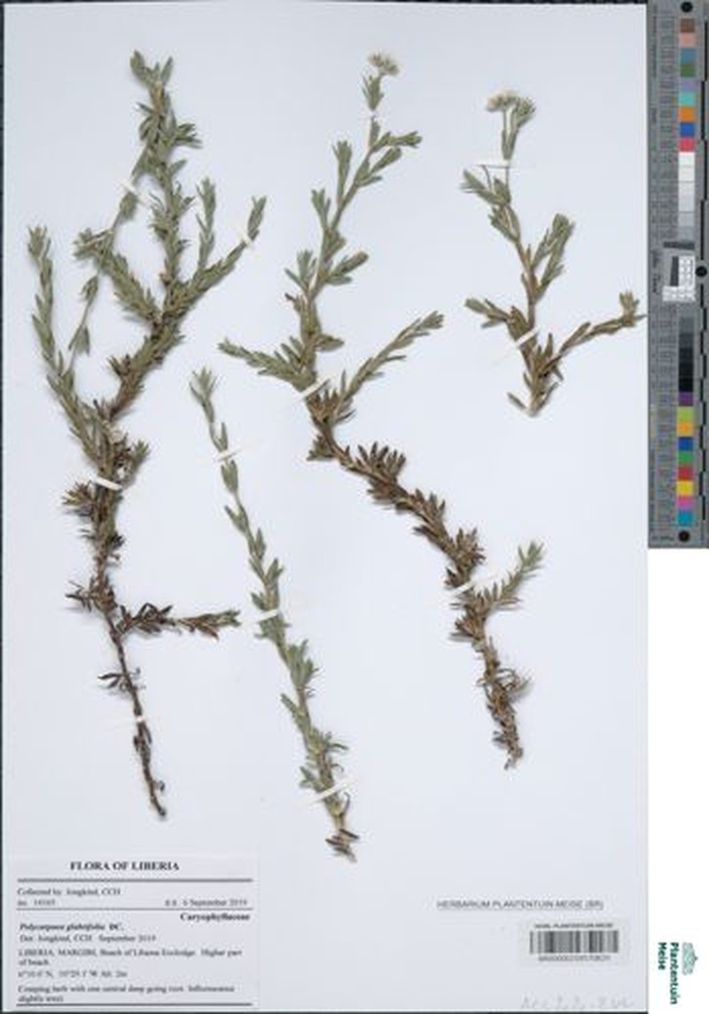 Polycarpaea corymbosa var. glabrifolia photo 2