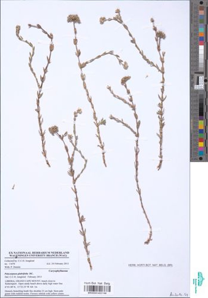 Polycarpaea corymbosa var. glabrifolia photo 3