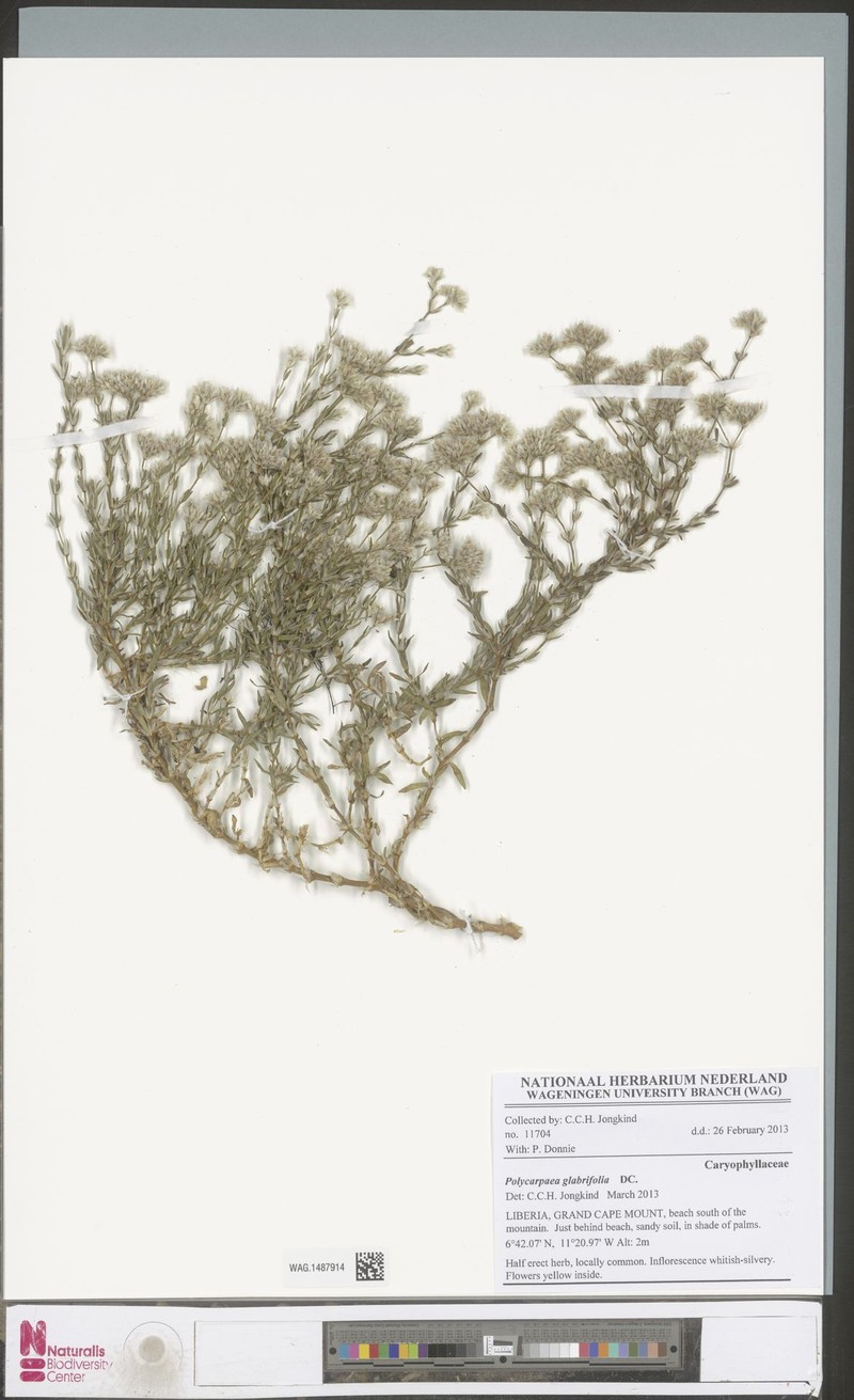 Polycarpaea corymbosa var. glabrifolia photo 4