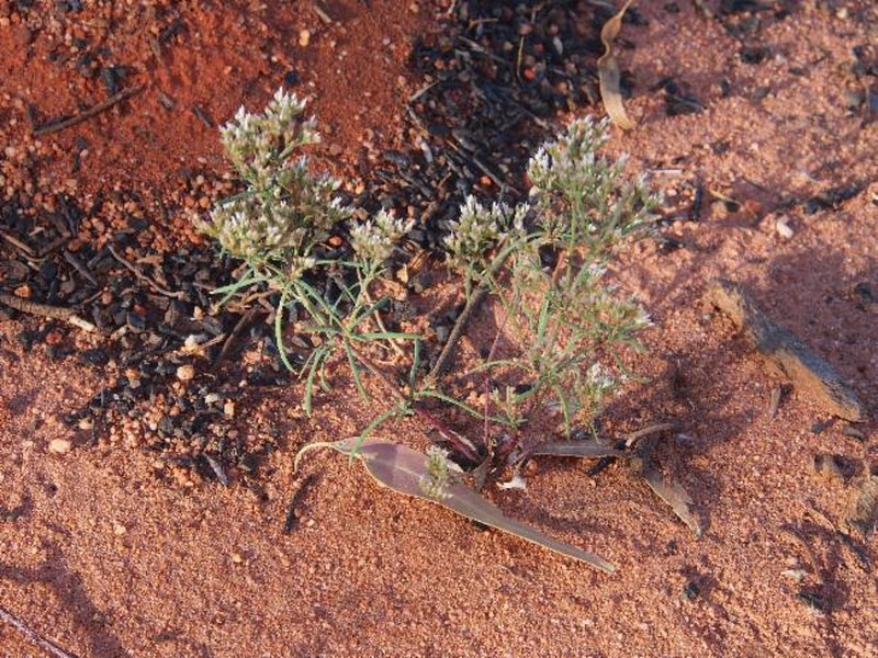 Polycarpaea corymbosa var. minor
