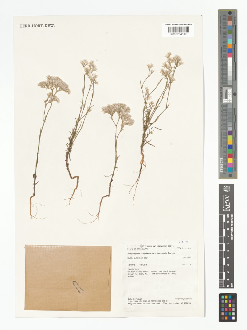 Polycarpaea corymbosa var. torrensis
