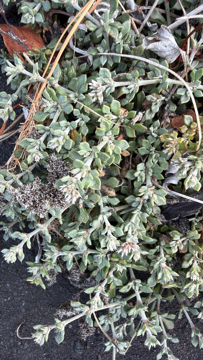 Polycarpaea divaricata photo 2