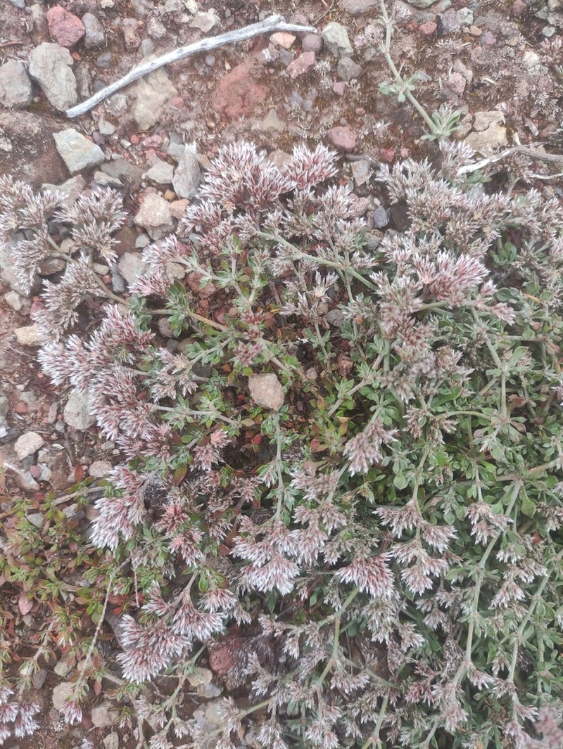 Polycarpaea divaricata photo 3