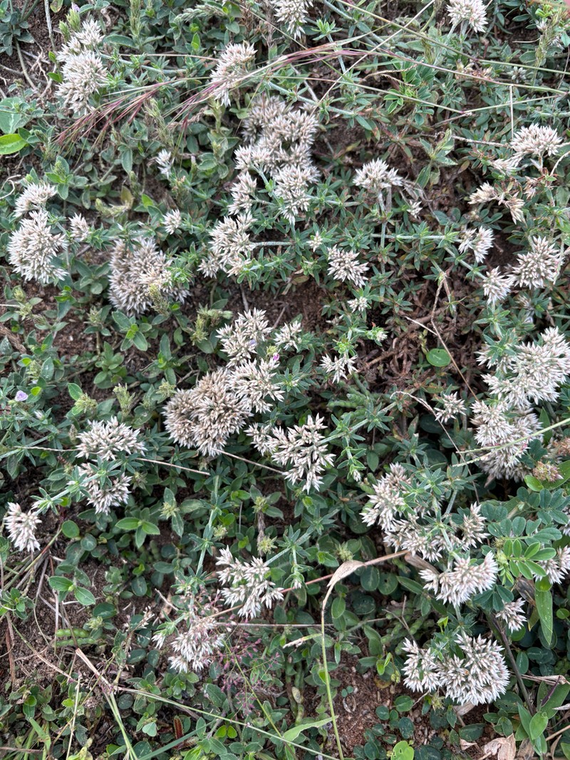 Polycarpaea divaricata photo 5