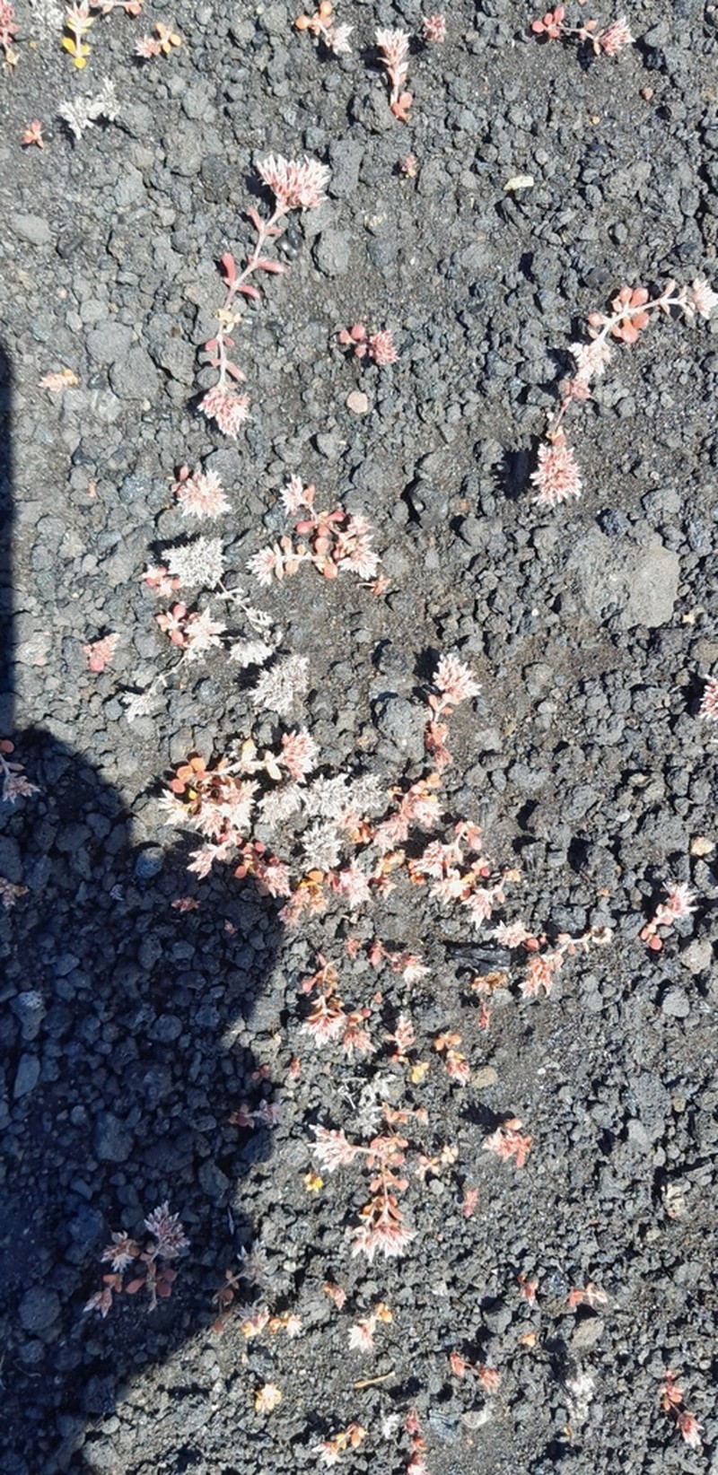 Polycarpaea divaricata photo 8