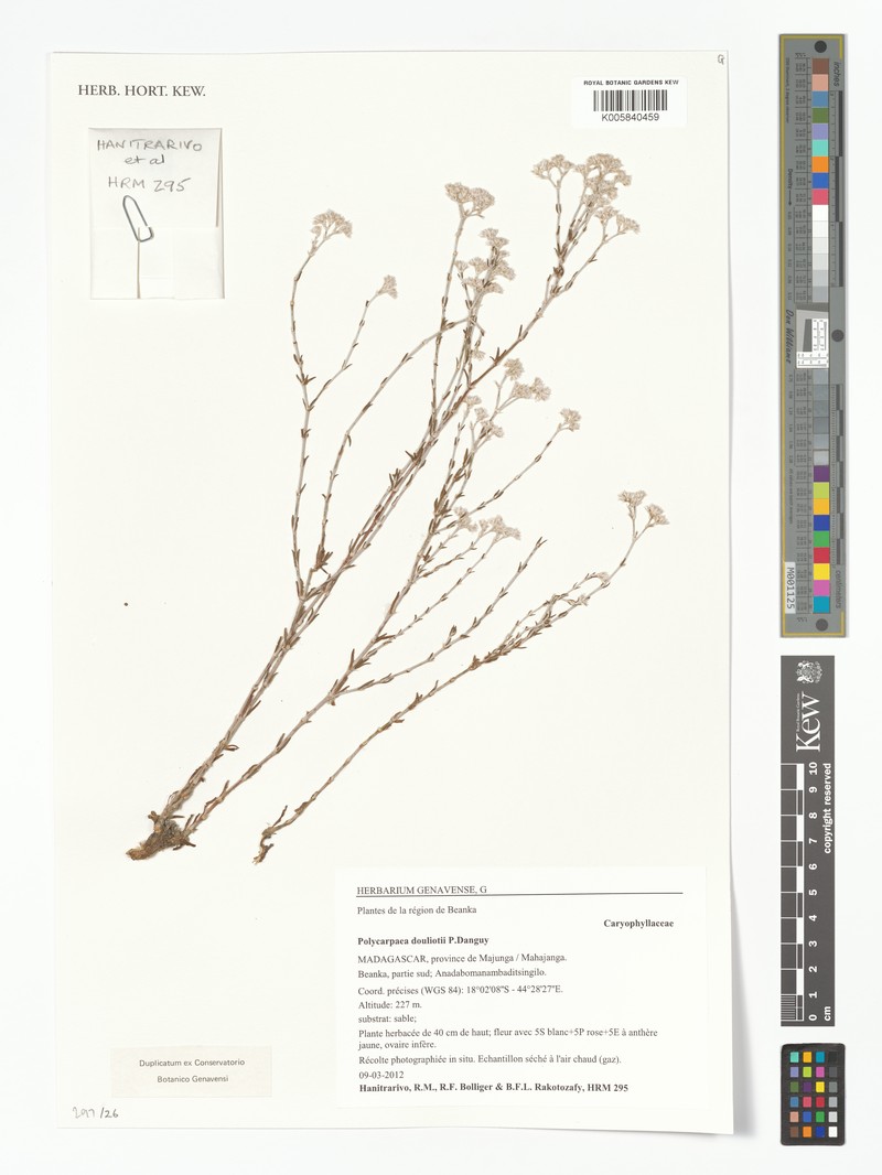 Polycarpaea douliotii