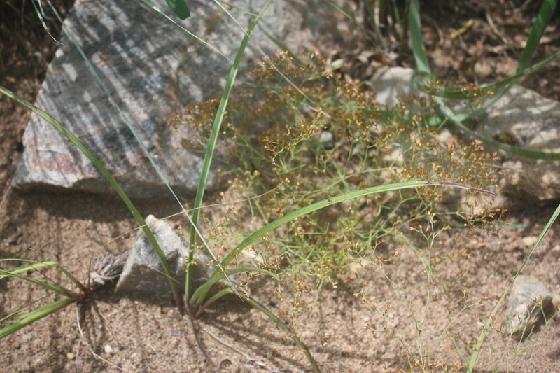 Polycarpaea eriantha photo 2