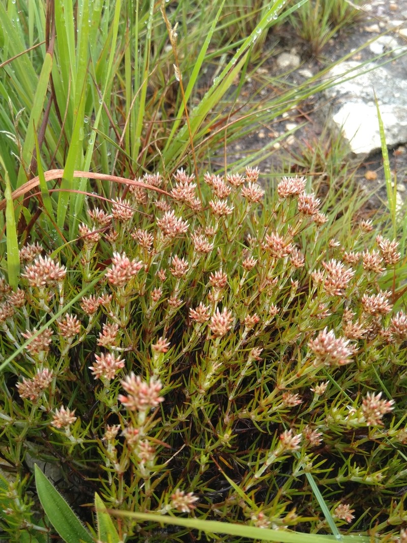 Polycarpaea eriantha photo 3