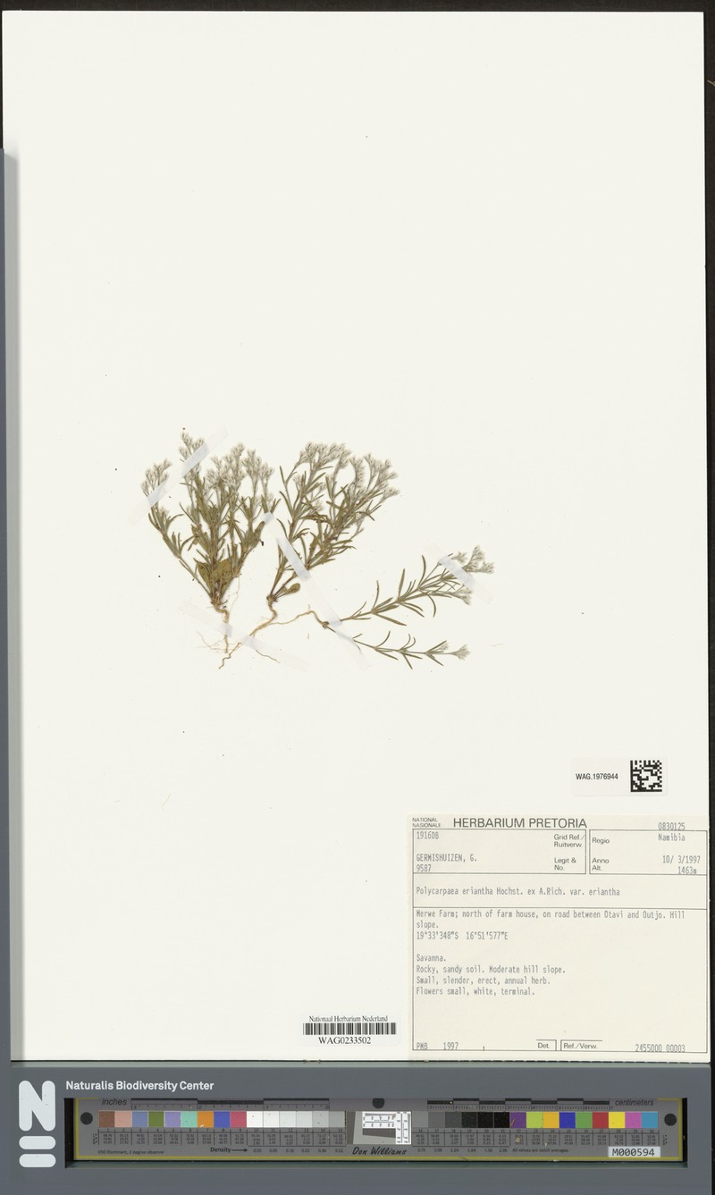 Polycarpaea eriantha var. eriantha