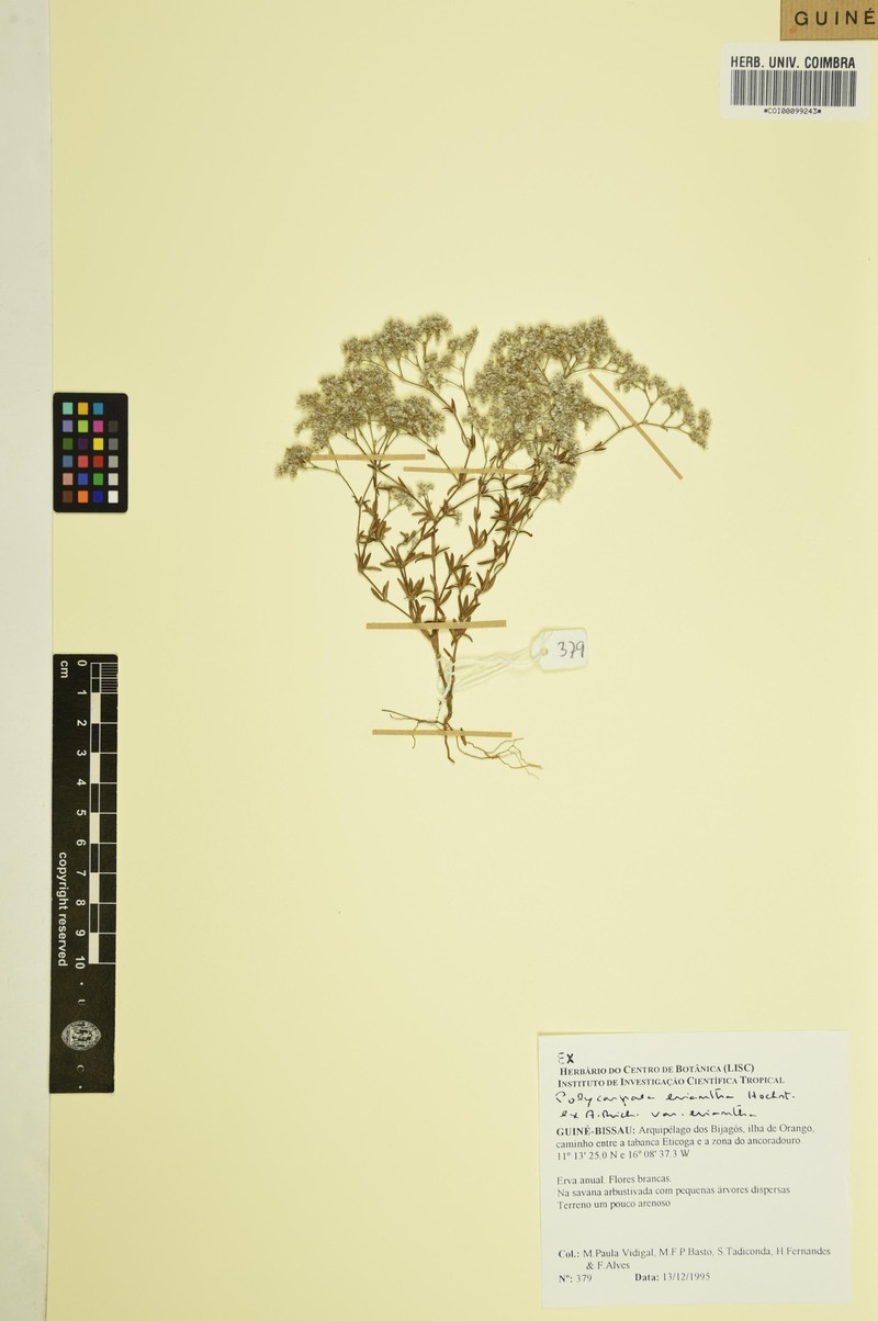 Polycarpaea eriantha var. eriantha photo 2
