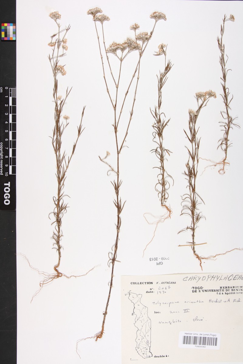 Polycarpaea eriantha var. eriantha photo 3