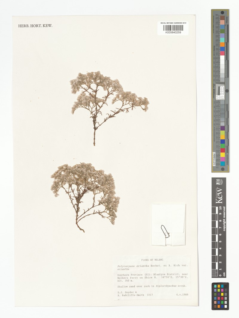 Polycarpaea eriantha var. eriantha photo 4
