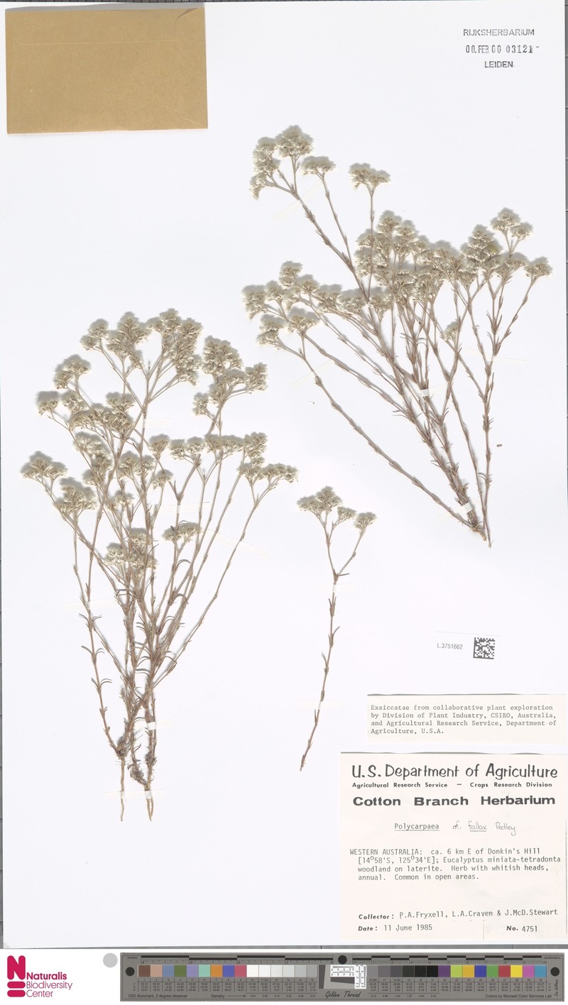 Polycarpaea fallax