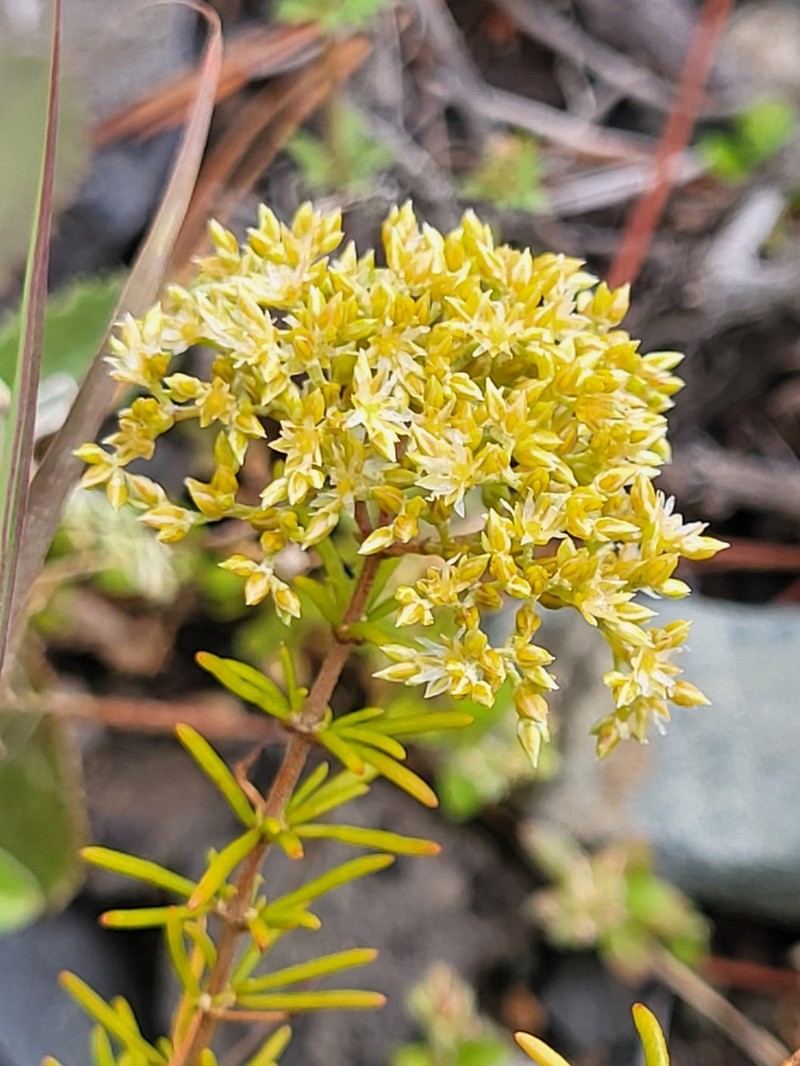Polycarpaea filifolia