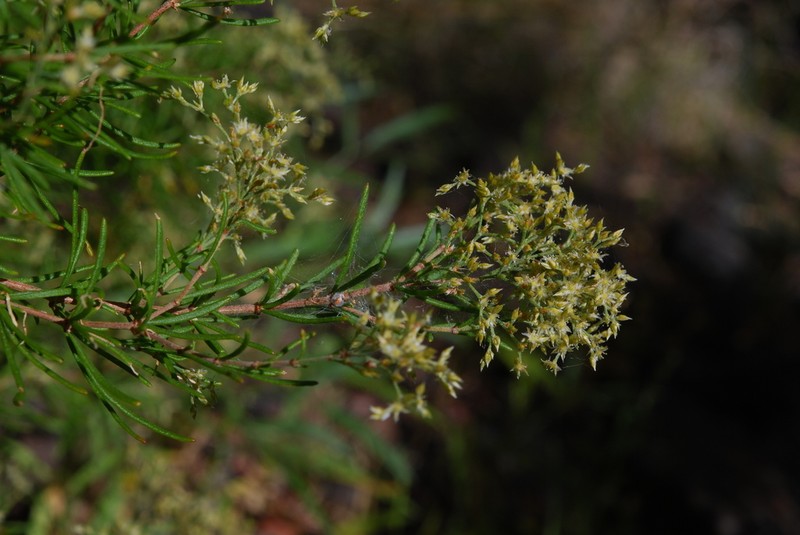 Polycarpaea filifolia photo 2