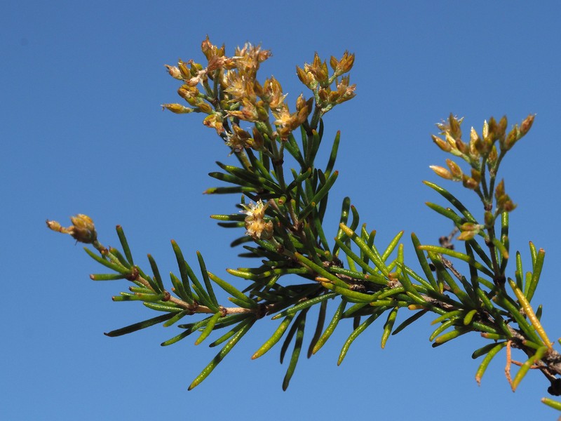 Polycarpaea filifolia photo 3