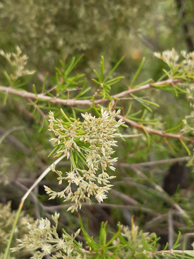 Polycarpaea filifolia photo 5
