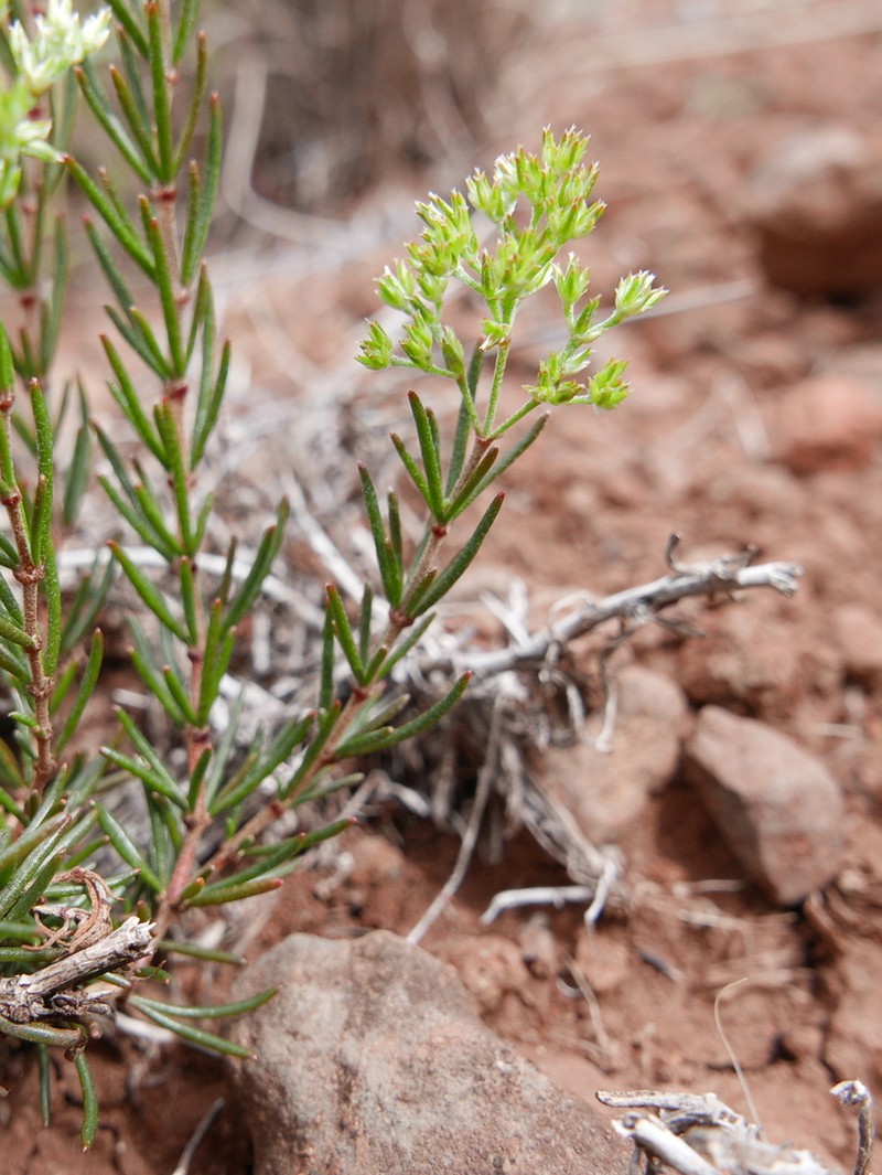 Polycarpaea filifolia photo 6