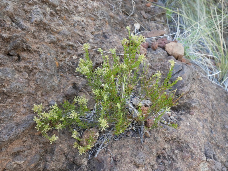 Polycarpaea filifolia photo 7