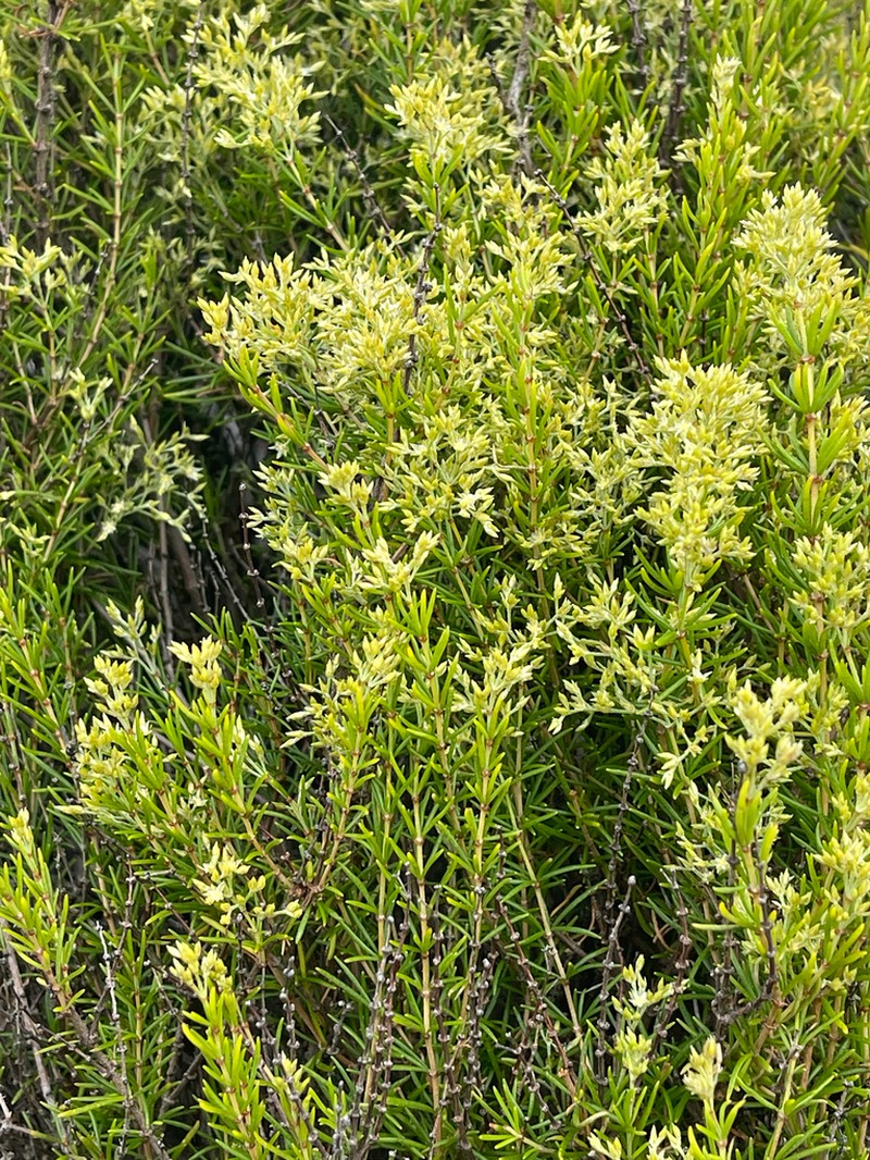 Polycarpaea filifolia photo 8