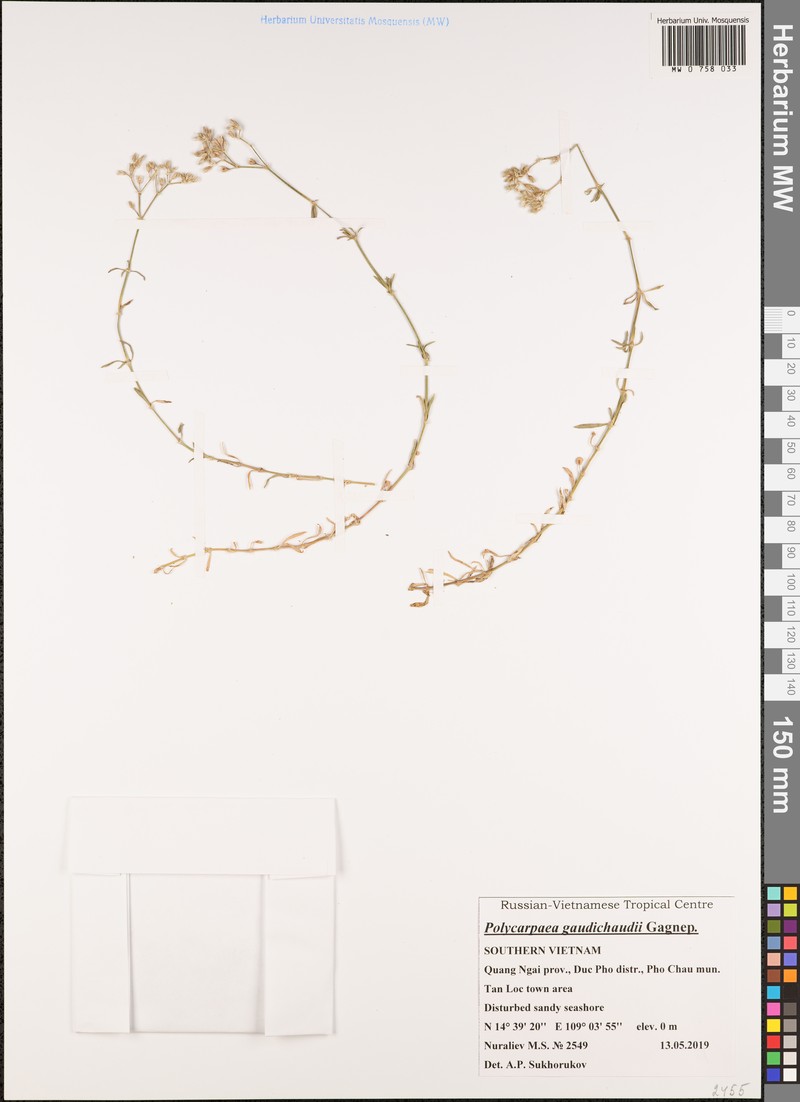 Polycarpaea gaudichaudii