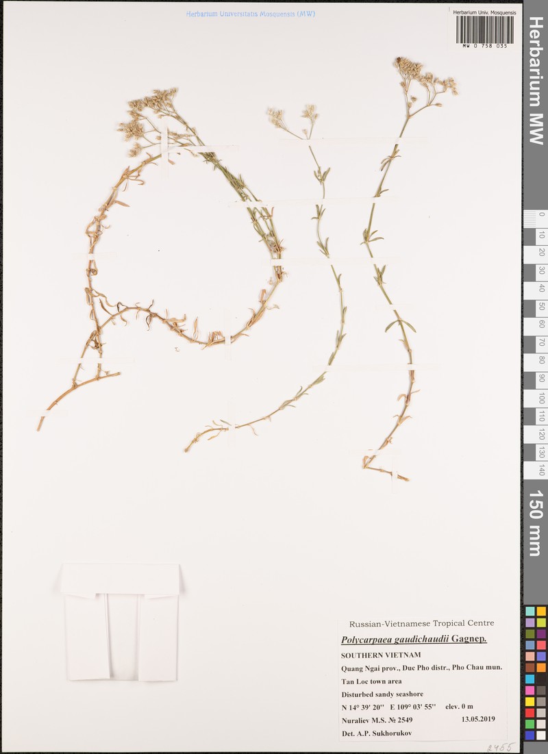 Polycarpaea gaudichaudii photo 2